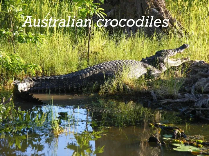 Australian crocodiles