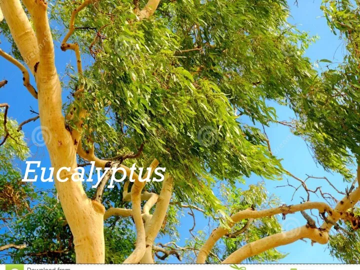 Eucalyptus