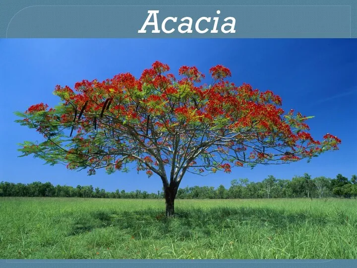 Acacia