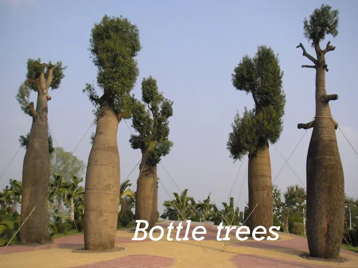 Bottle trees