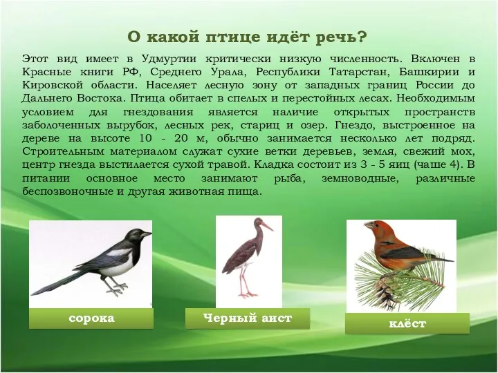 О какой птице идёт речь? Этот вид имеет в Удмуртии критически низкую численность.