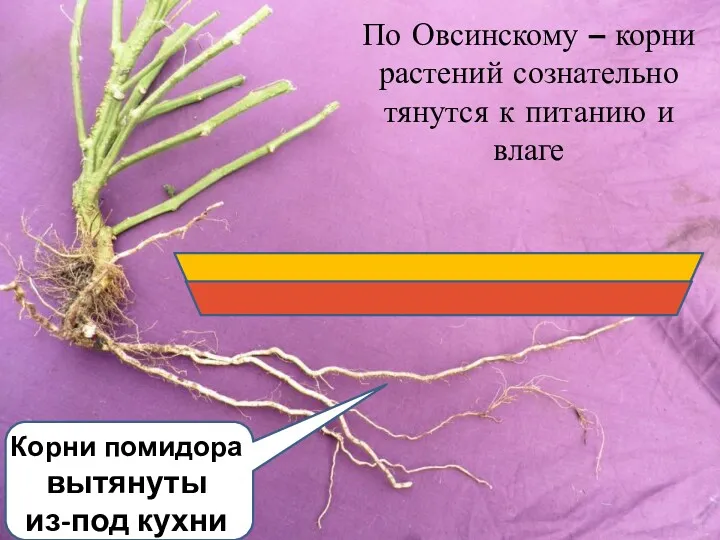 По Овсинскому – корни растений сознательно тянутся к питанию и влаге Корни помидора вытянуты из-под кухни
