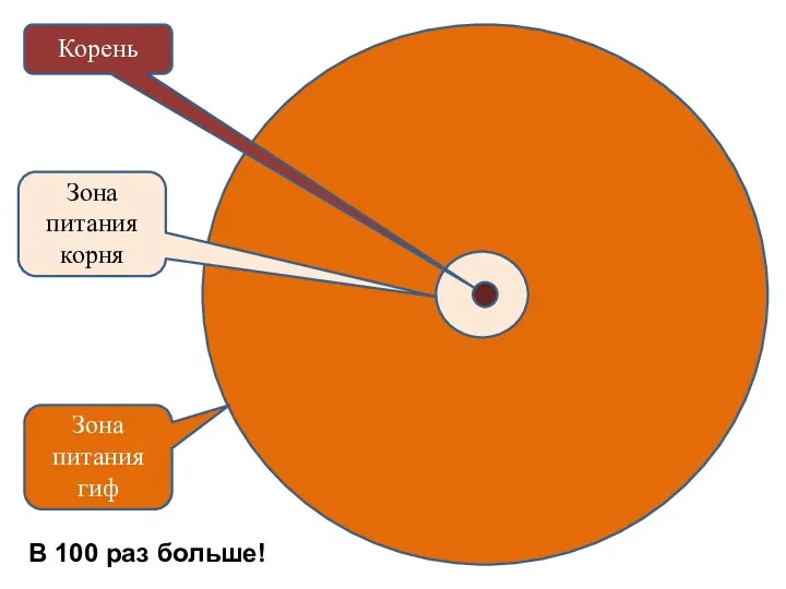 Зона питания гиф Зона питания корня В 100 раз больше! Корень