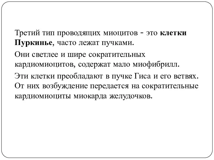 Третий тип проводящих миоцитов - это клетки Пуркинье, часто лежат