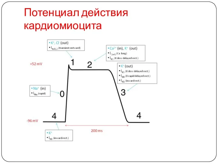 Потенциал действия кардиомиоцита