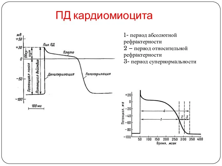 ПД кардиомиоцита 1- период абсолютной рефрактерности 2 – период относительной рефрактерности 3- период супернормальности