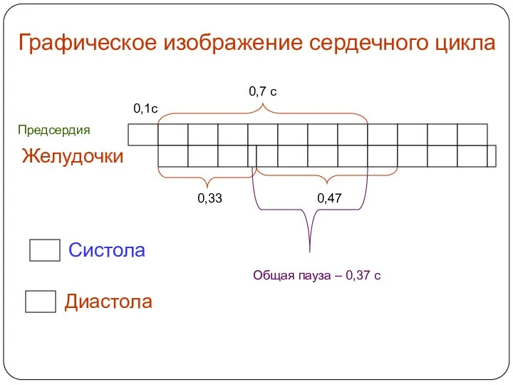 Графическое изображение сердечного цикла Предсердия Систола Диастола 0,7 с 0,1с