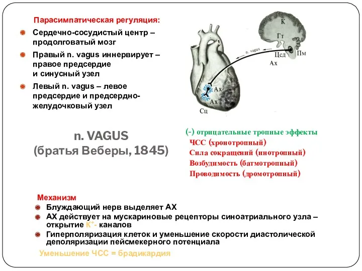 Парасимпатическая регуляция: Сердечно-сосудистый центр – продолговатый мозг Правый n. vagus