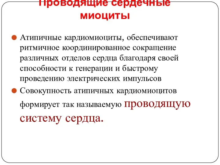 Проводящие сердечные миоциты Атипичные кардиомиоциты, обеспечивают ритмичное координированное сокращение различных