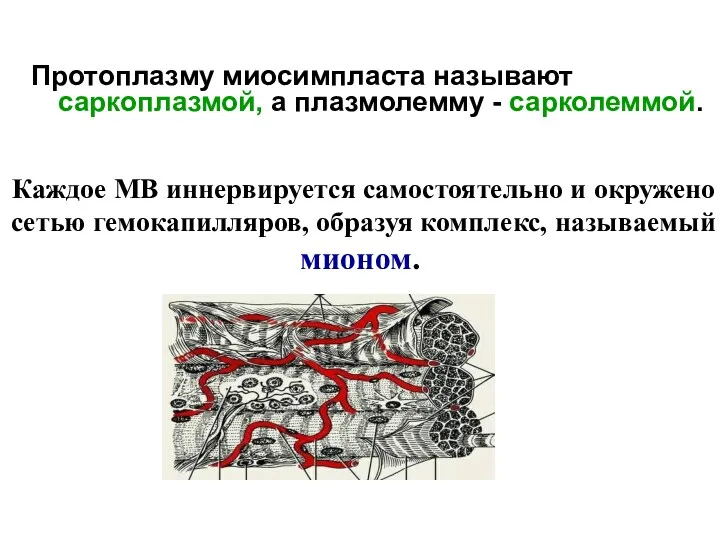 Каждое МВ иннервируется самостоятельно и окружено сетью гемокапилляров, образуя комплекс,