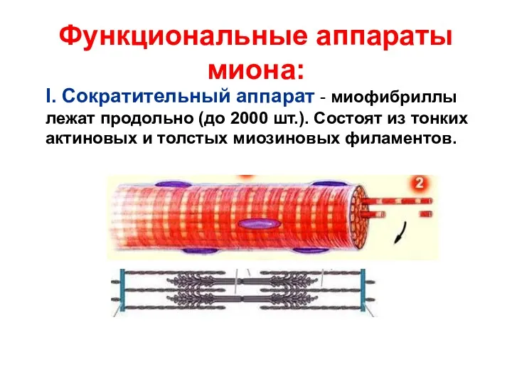 Функциональные аппараты миона: I. Сократительный аппарат - миофибриллы лежат продольно