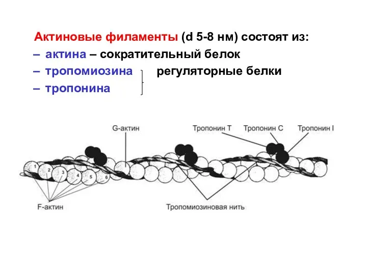 Актиновые филаменты (d 5-8 нм) состоят из: актина – сократительный белок тропомиозина регуляторные белки тропонина