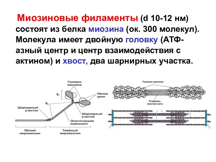 Миозиновые филаменты (d 10-12 нм) состоят из белка миозина (ок.