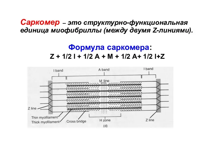 Саркомер – это структурно-функциональная единица миофибриллы (между двумя Z-линиями). Формула