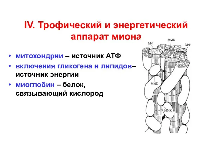 IV. Трофический и энергетический аппарат миона митохондрии – источник АТФ