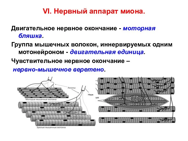 VI. Нервный аппарат миона. Двигательное нервное окончание - моторная бляшка.