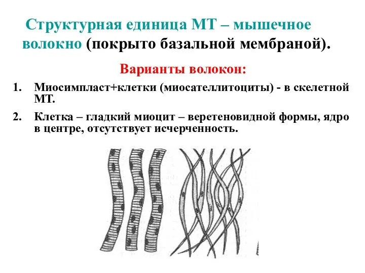 Структурная единица МТ – мышечное волокно (покрыто базальной мембраной). Варианты