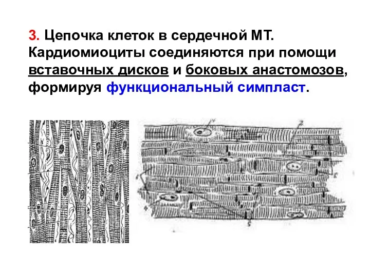 3. Цепочка клеток в сердечной МТ. Кардиомиоциты соединяются при помощи