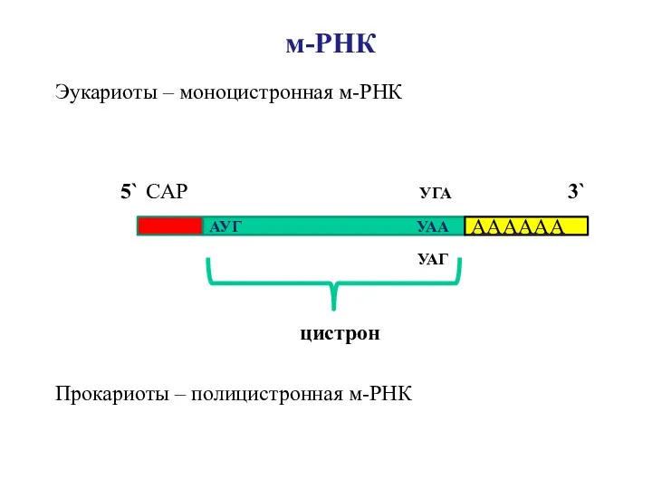 Эукариоты – моноцистронная м-РНК 5` CAP УГА 3` УАГ цистрон