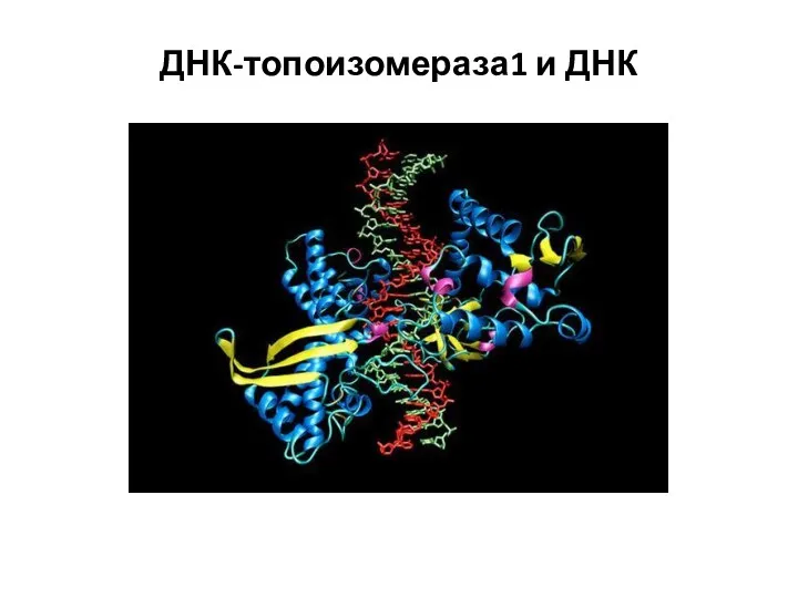 ДНК-топоизомераза1 и ДНК