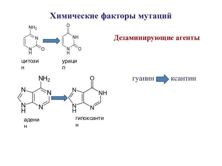 Химические факторы мутаций цитозин урацил аденин гипоксантин Дезаминирующие агенты гуанин ксантин