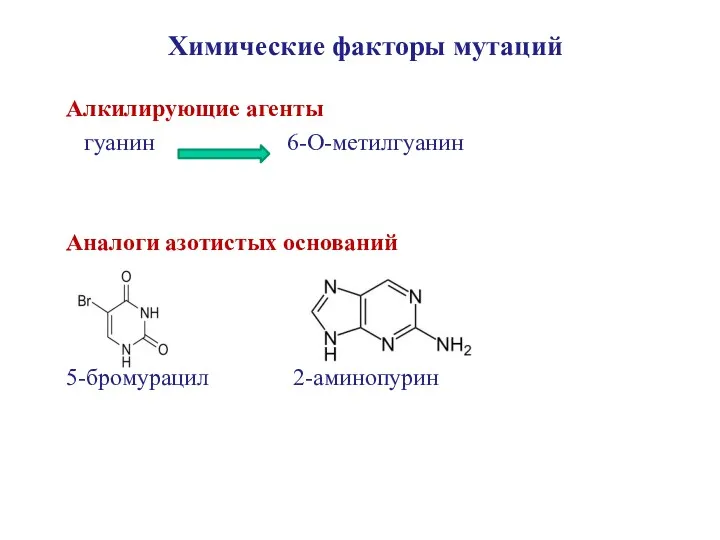 Химические факторы мутаций Алкилирующие агенты гуанин 6-О-метилгуанин Аналоги азотистых оснований 5-бромурацил 2-аминопурин