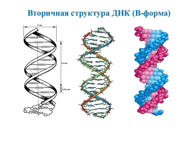 Вторичная структура ДНК (В-форма)