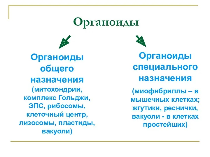 Органоиды Органоиды общего назначения (митохондрии, комплекс Гольджи, ЭПС, рибосомы, клеточный