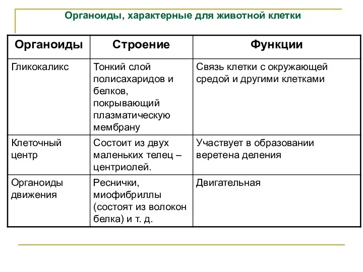 Органоиды, характерные для животной клетки