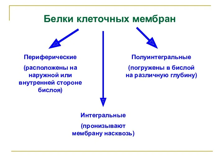 Белки клеточных мембран Полуинтегральные (погружены в бислой на различную глубину)