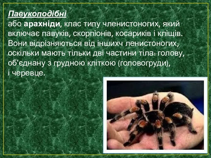 Павукоподібні або арахніди, клас типу членистоногих, який включає павуків, скорпіонів,