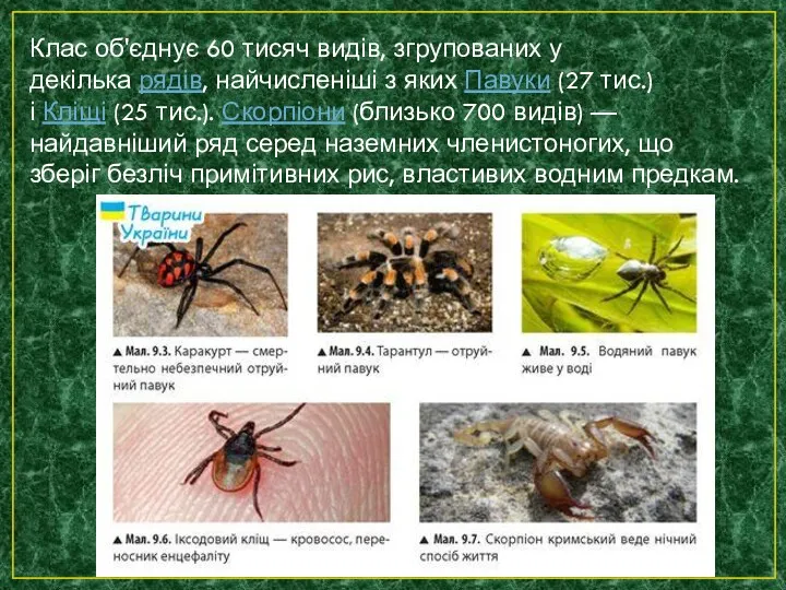 Клас об'єднує 60 тисяч видів, згрупованих у декілька рядів, найчисленіші