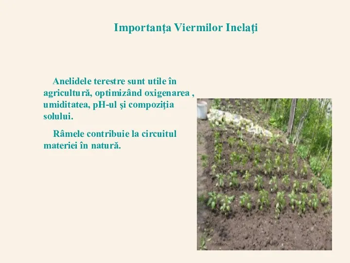 Importanţa Viermilor Inelaţi Anelidele terestre sunt utile în agricultură, optimizând oxigenarea , umiditatea,