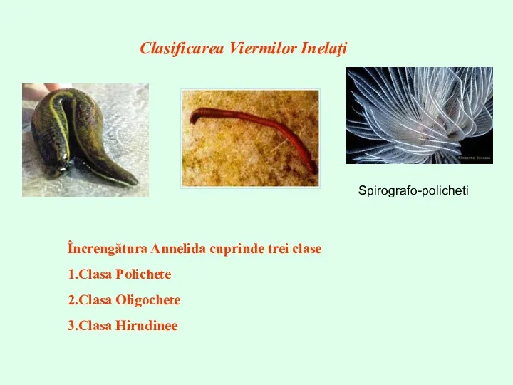 Clasificarea Viermilor Inelaţi Încrengătura Annelida cuprinde trei clase 1.Clasa Polichete 2.Clasa Oligochete 3.Clasa Hirudinee Spirografo-policheti