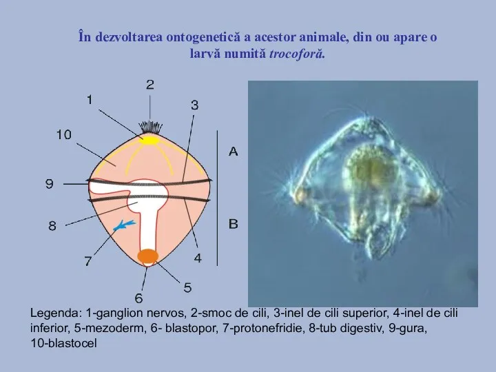 În dezvoltarea ontogenetică a acestor animale, din ou apare o larvă numită trocoforă.