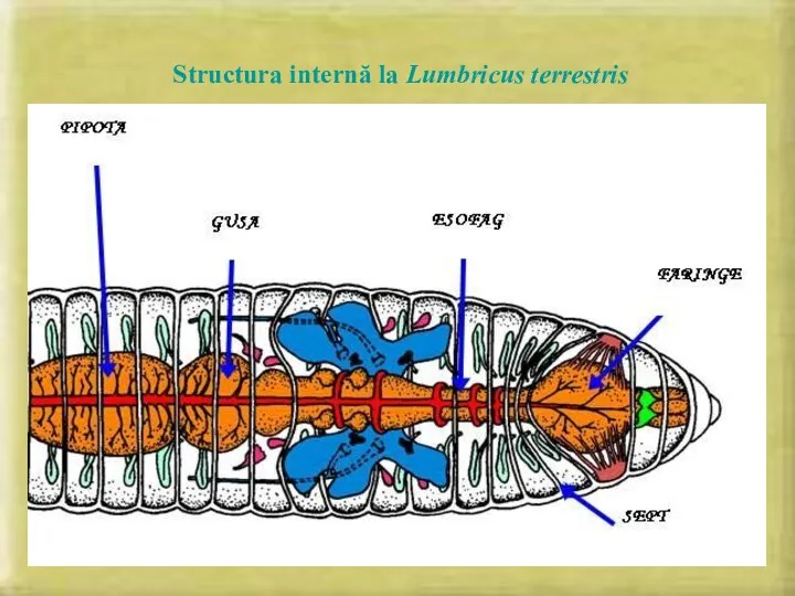 Structura internă la Lumbricus terrestris