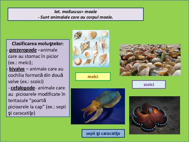lat. molluscus= moale - Sunt animalele care au corpul moale.
