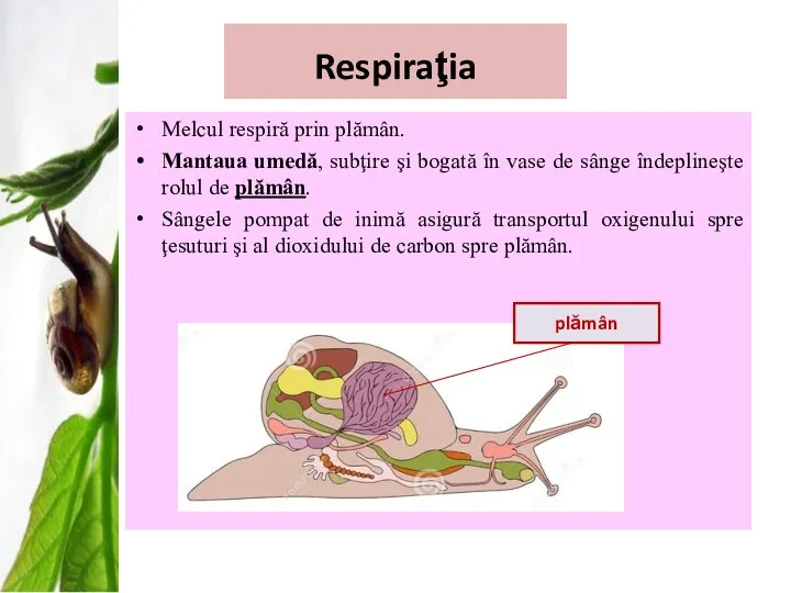 Respiraţia Melcul respiră prin plămân. Mantaua umedă, subţire şi bogată