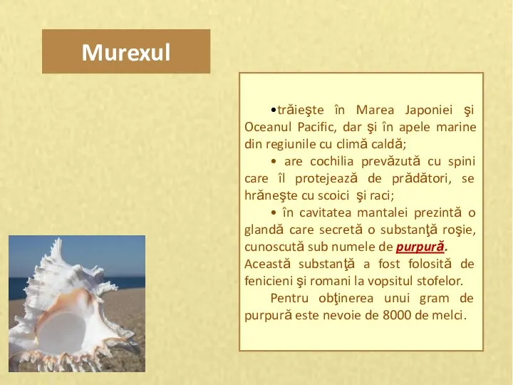 Murexul •trăieşte în Marea Japoniei şi Oceanul Pacific, dar şi