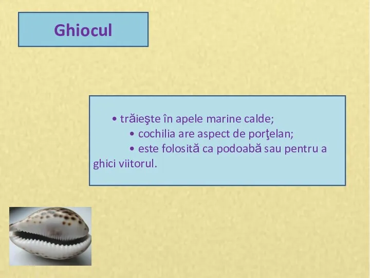 Ghiocul • trăieşte în apele marine calde; • cochilia are