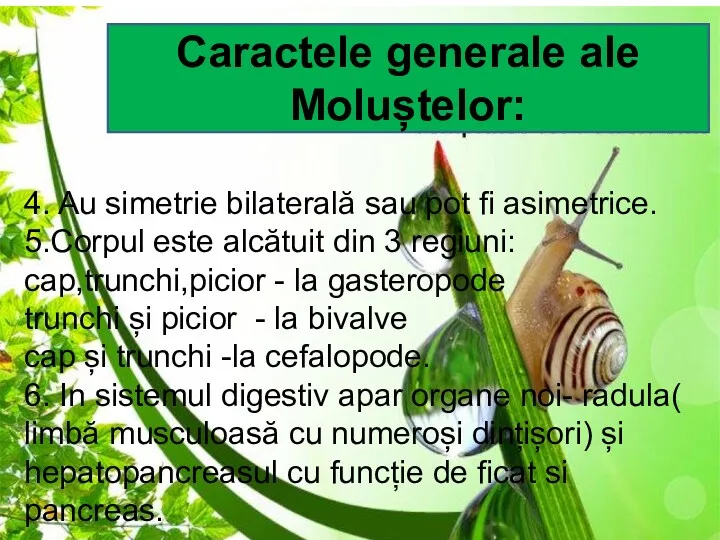 Caractele generale ale Moluștelor: 4. Au simetrie bilaterală sau pot