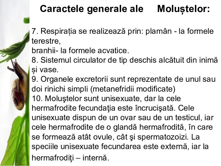 Caractele generale ale Moluștelor: 7. Respirația se realizează prin: plamân