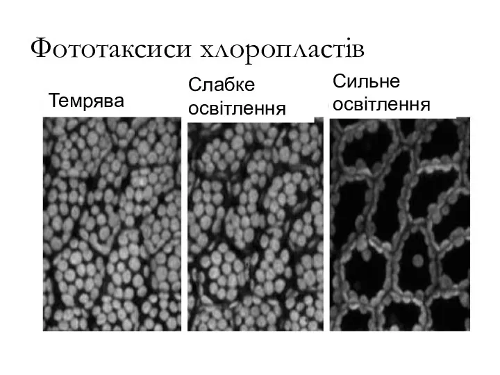 Фототаксиси хлоропластів