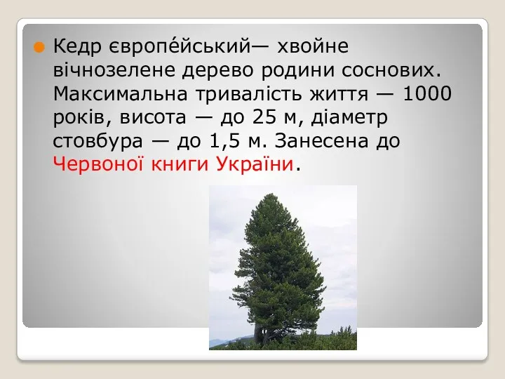 Кедр європе́йський— хвойне вічнозелене дерево родини соснових. Максимальна тривалість життя — 1000 років,