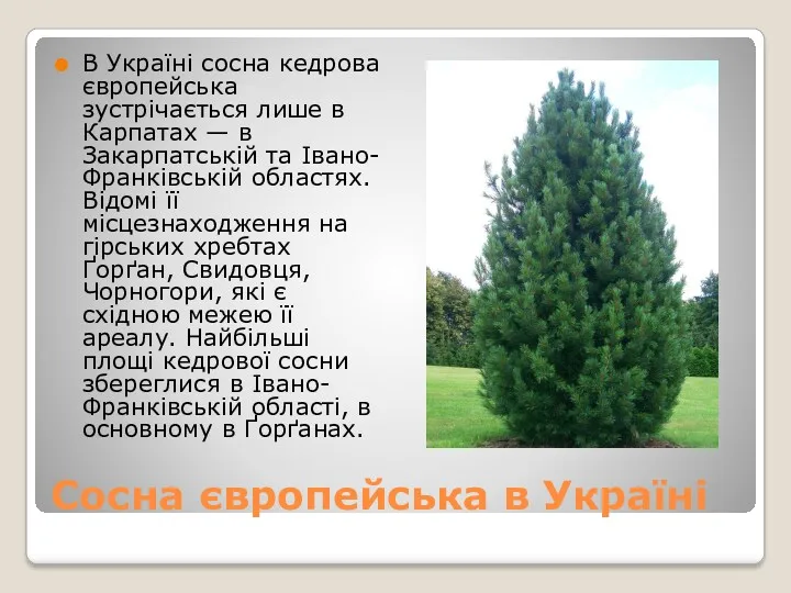 Сосна європейська в Україні В Україні сосна кедрова європейська зустрічається лише в Карпатах
