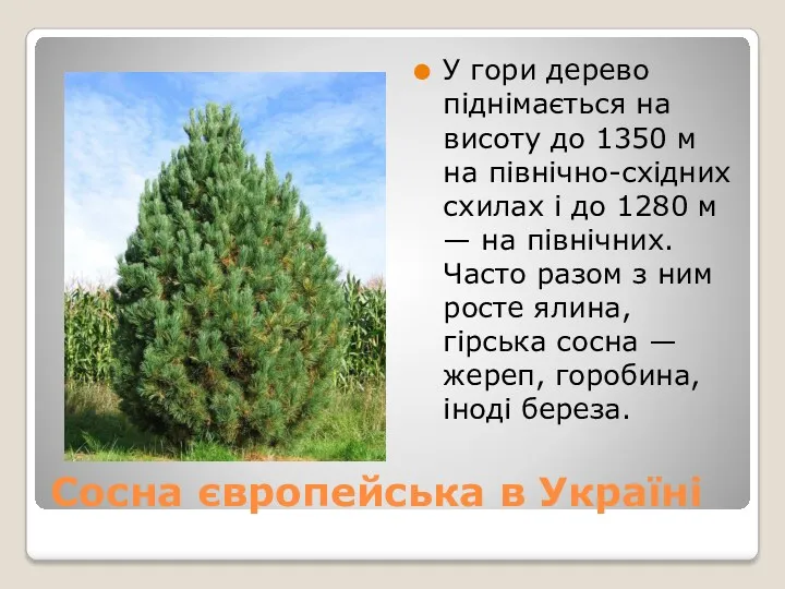 Сосна європейська в Україні У гори дерево піднімається на висоту