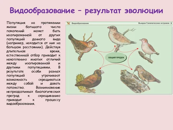 Видообразование – результат эволюции Популяция на протяжении жизни большого числа