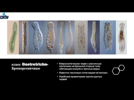 класс Gastrotricha-Брюхоресничные Микроскопические черви с ресничным эпителием на брюшной стороне тела, обитающие в