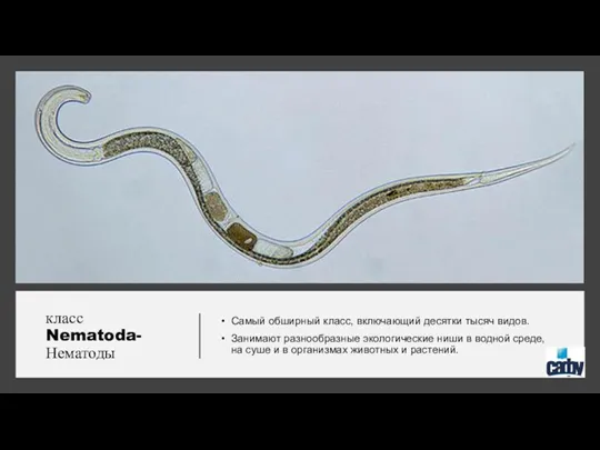 класс Nematoda-Нематоды Самый обширный класс, включающий десятки тысяч видов. Занимают разнообразные экологические ниши