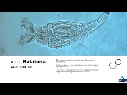 класс Rotatoria-коловратки Тип включает только один класс Коловратки (Rotatoria). Имеется ресничный коловращательный аппарат
